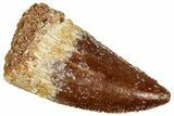 Serrated Raptor Tooth - Real Dinosaur Tooth #297574-1